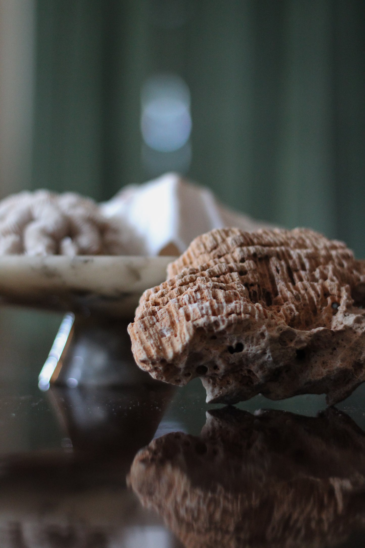 Small Druzy Fossil Coral