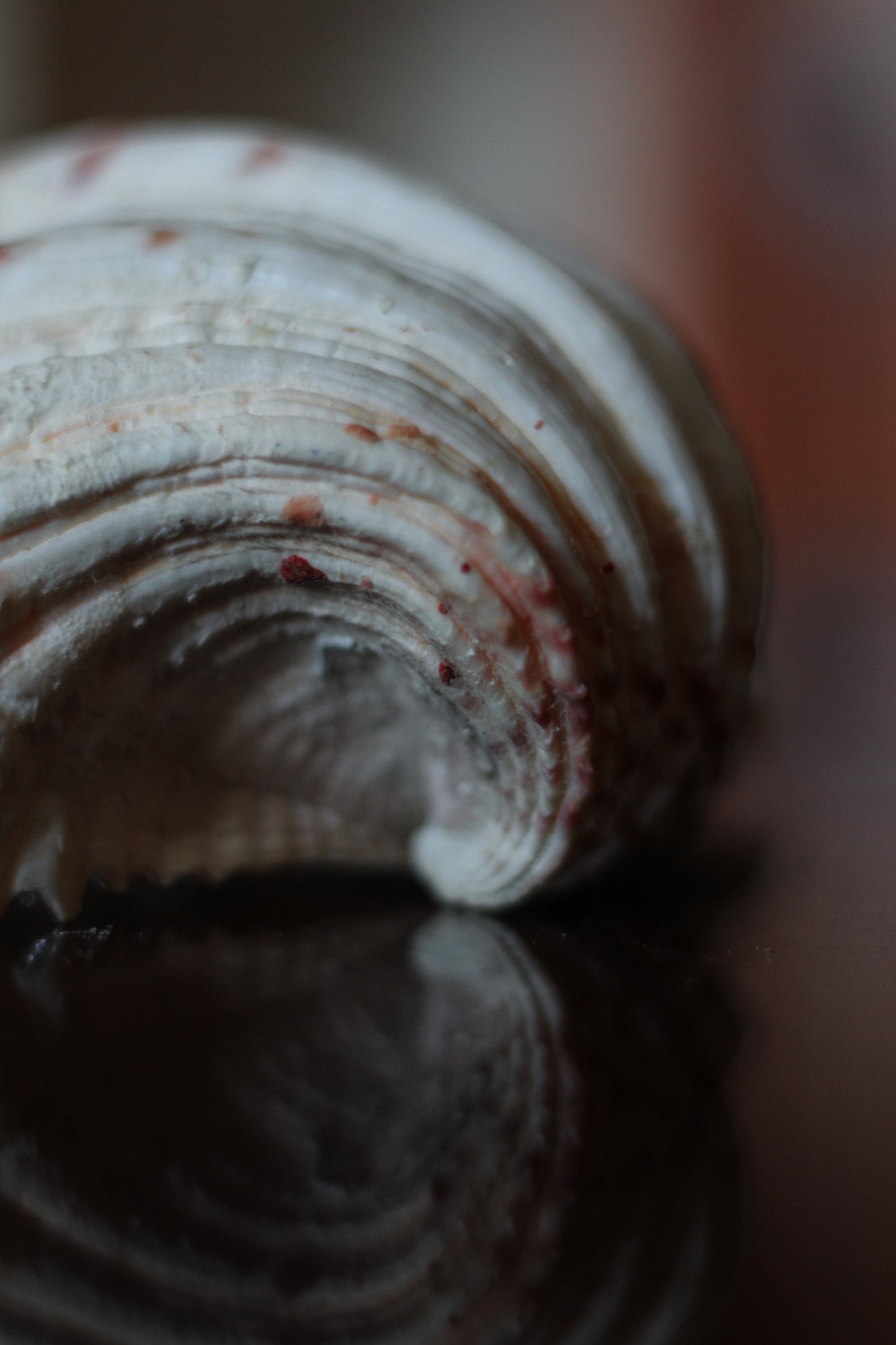 Natural Clam Shell