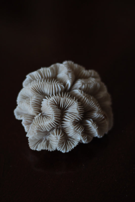 Mini Brain Coral