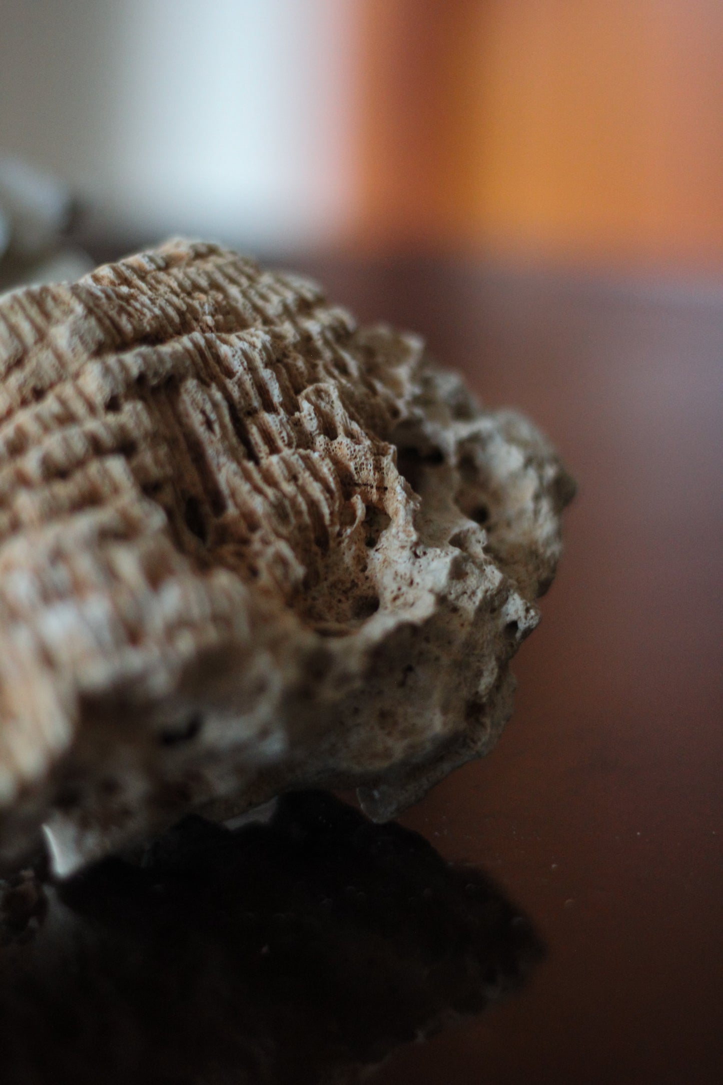 Small Druzy Fossil Coral