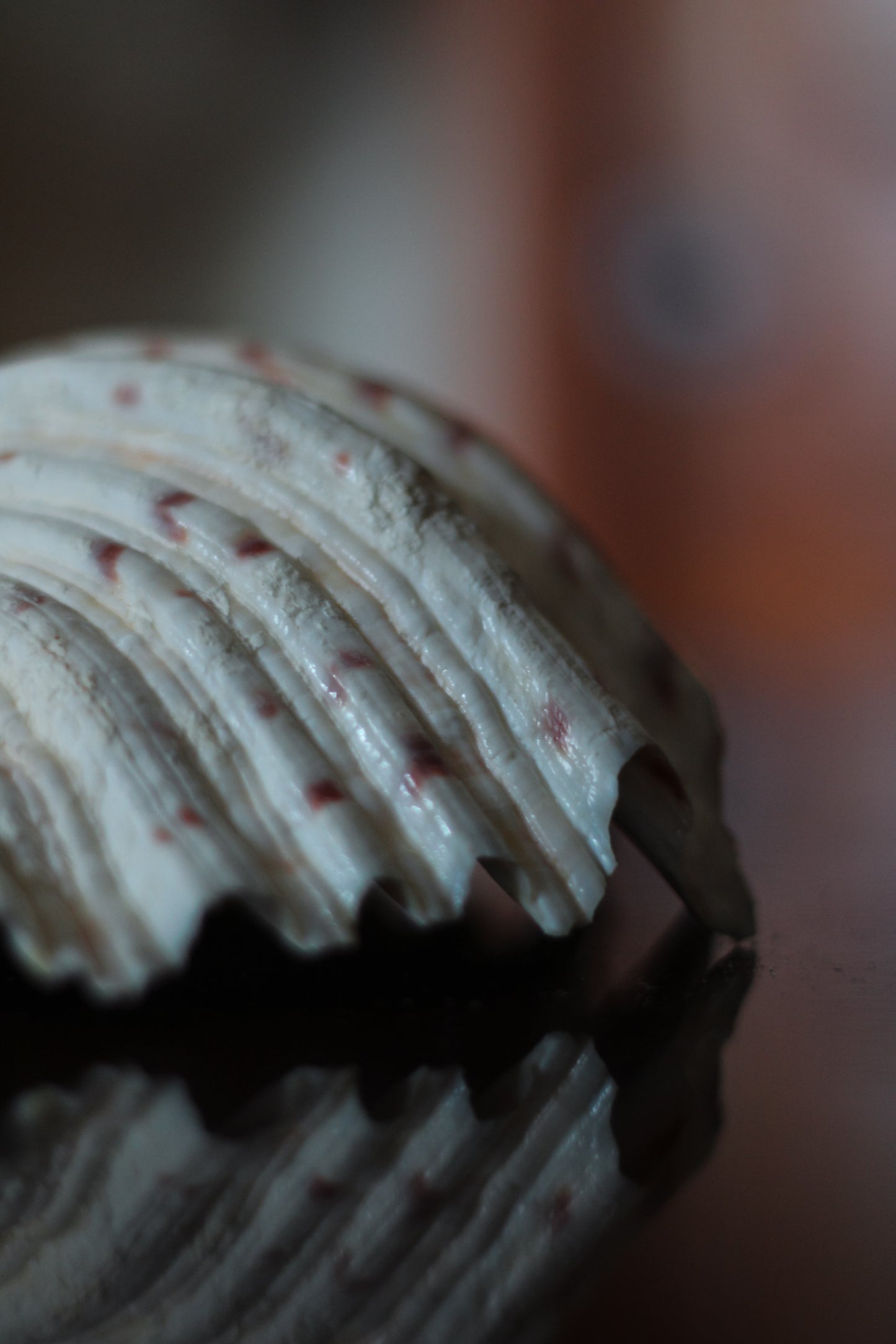 Natural Clam Shell
