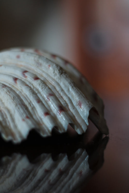 Natural Clam Shell