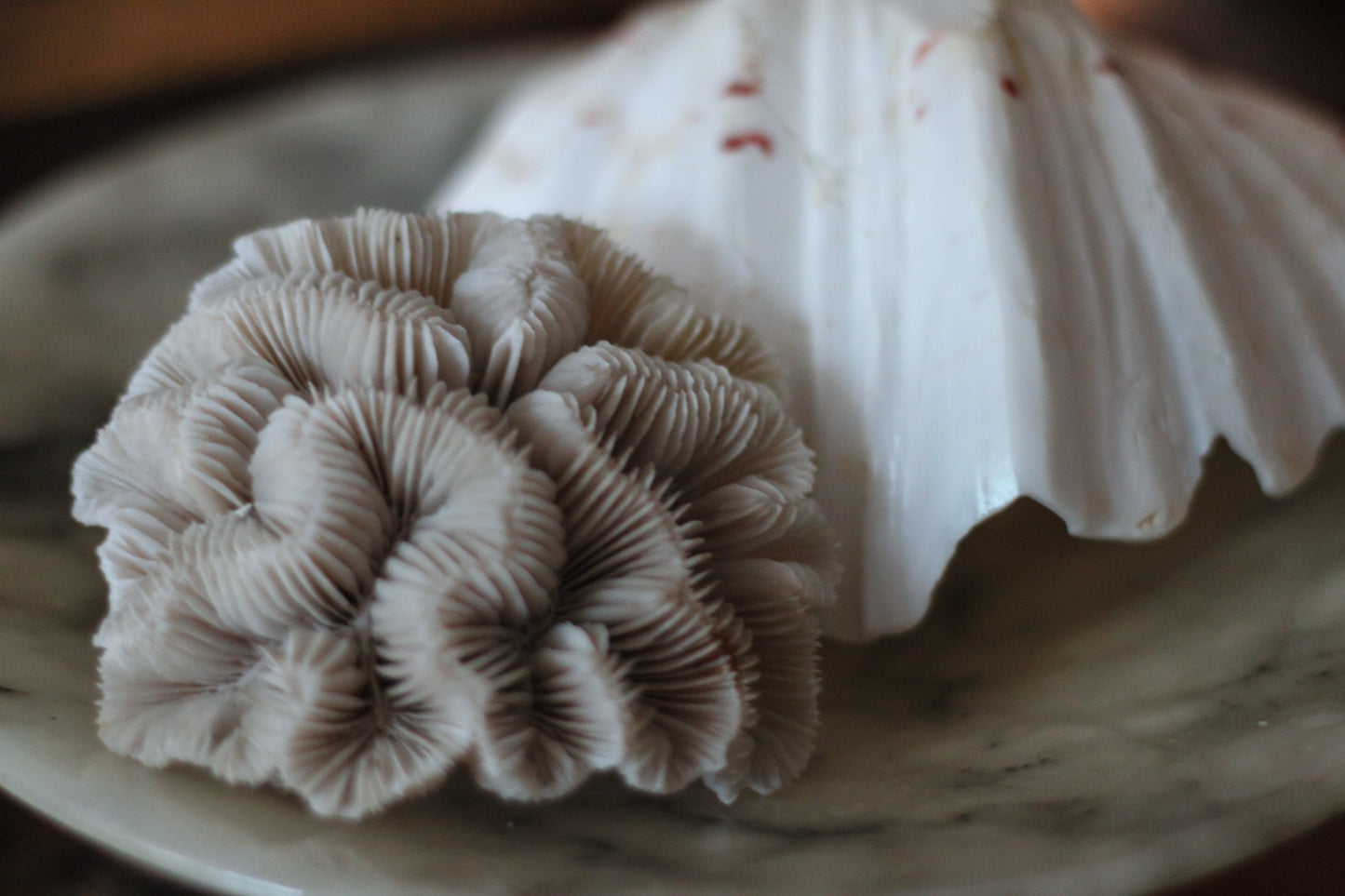 Mini Brain Coral