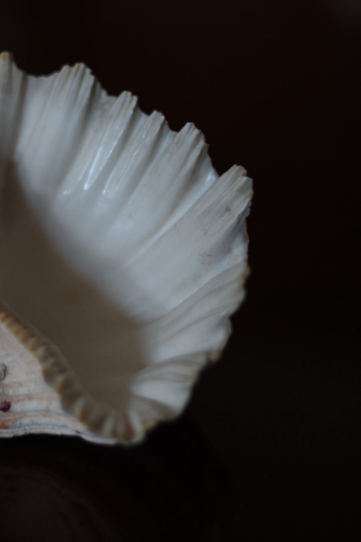 Natural Clam Shell