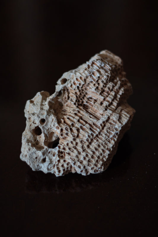 Small Druzy Fossil Coral