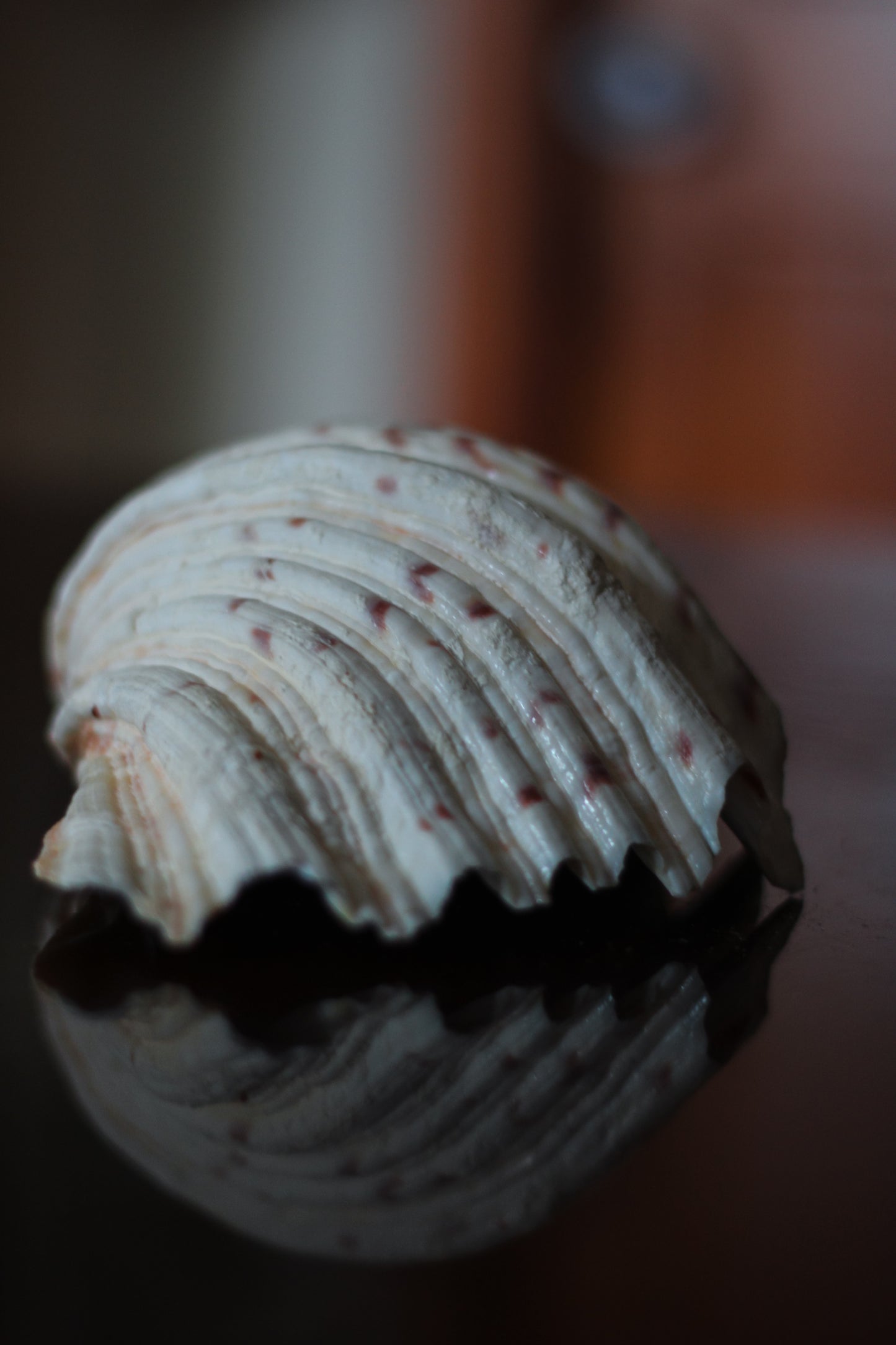 Natural Clam Shell