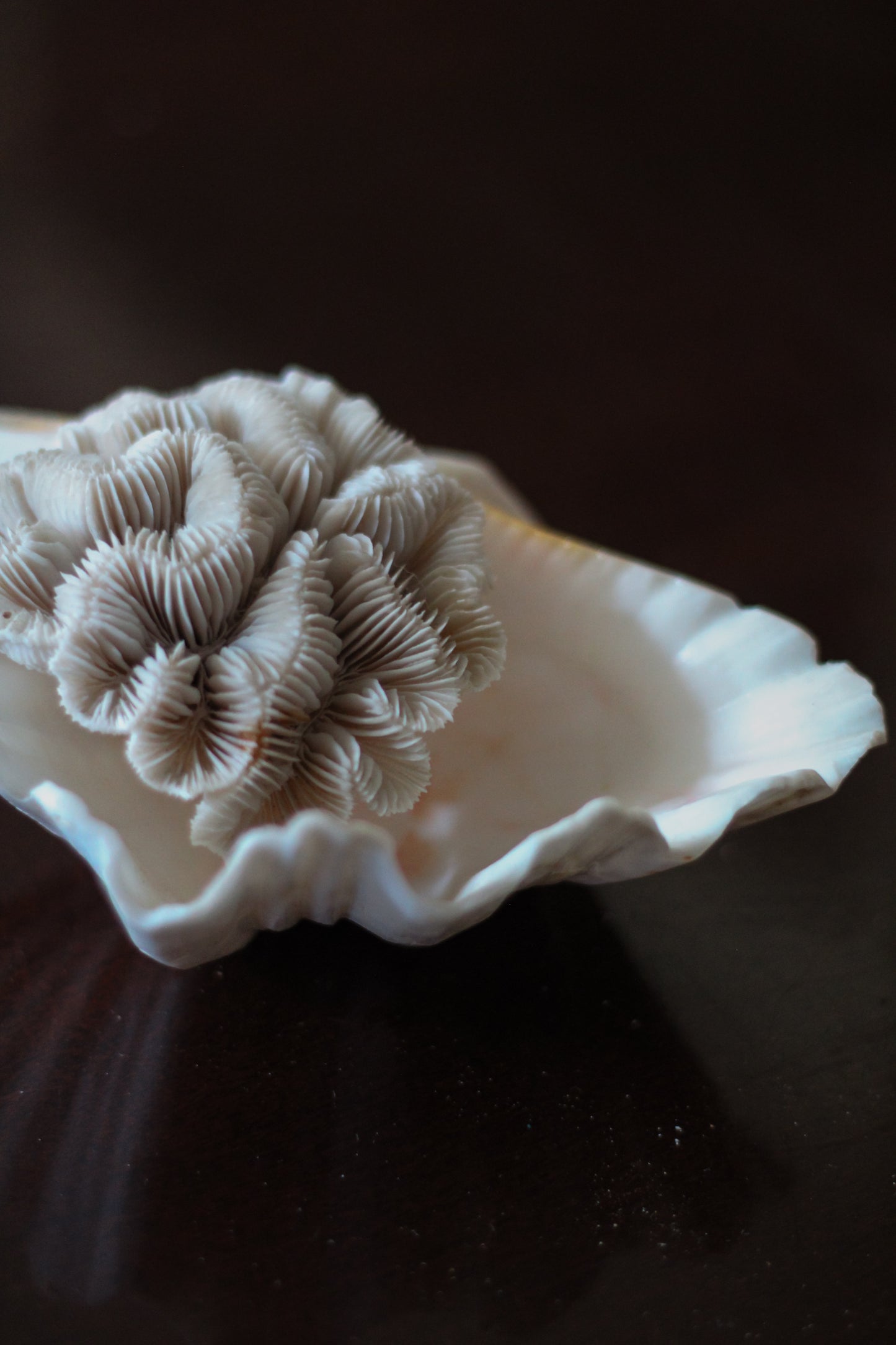 Natural Clam Shell