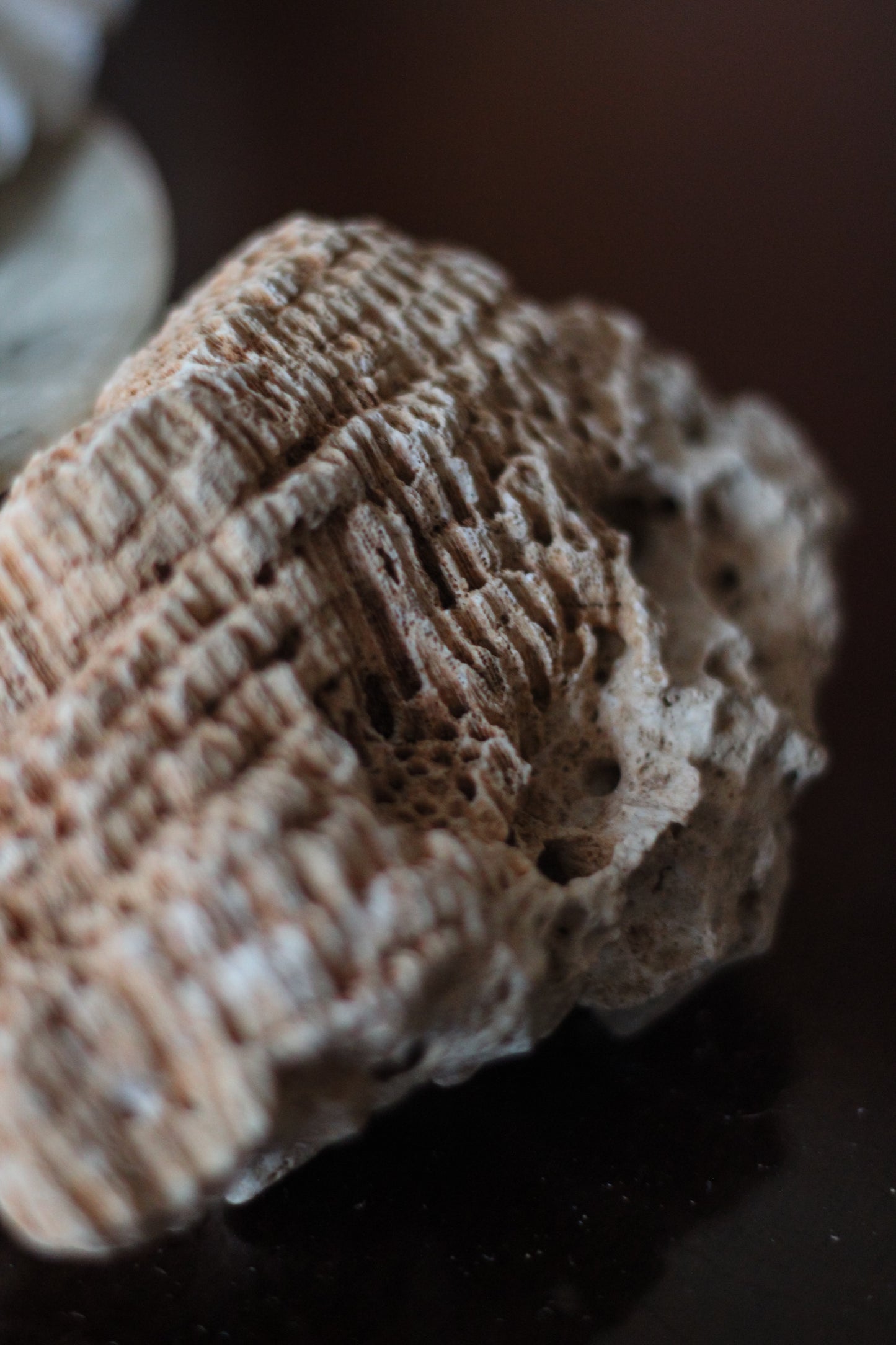 Small Druzy Fossil Coral