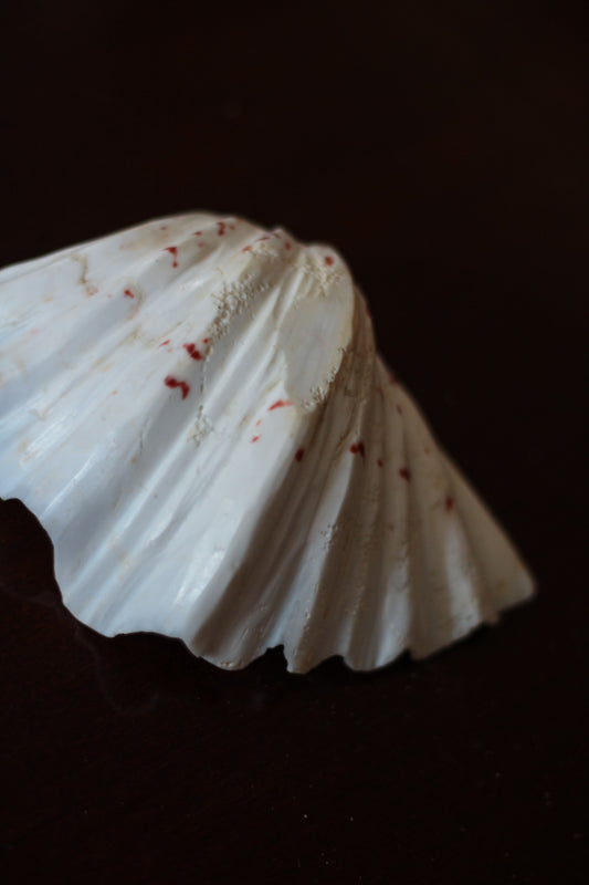 Natural Clam Shell